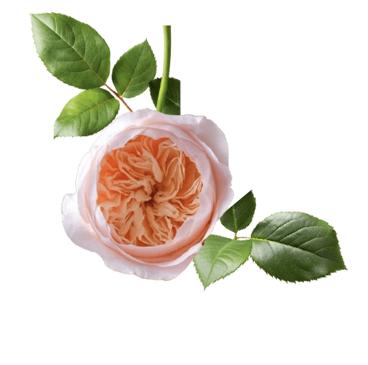 Decorative rose