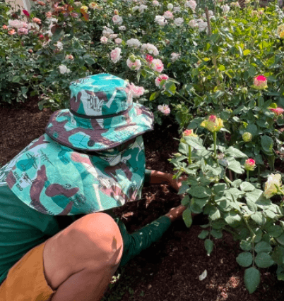 Gardener working with roses