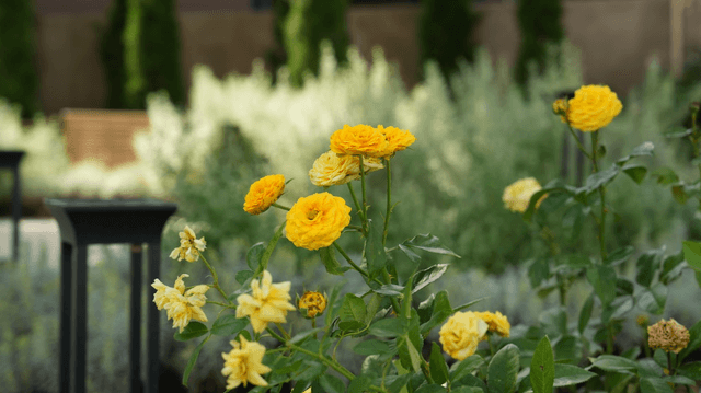 Yellow flowers in garden