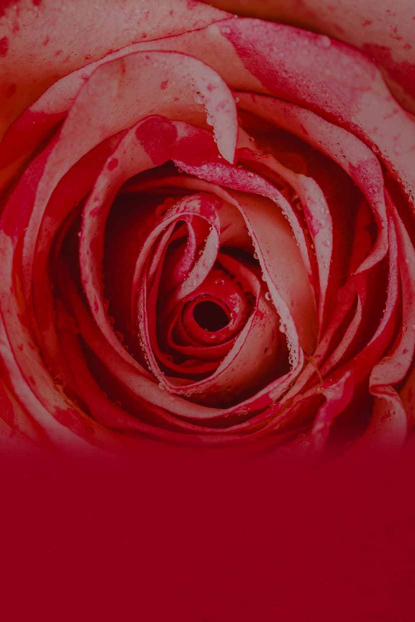 rose background