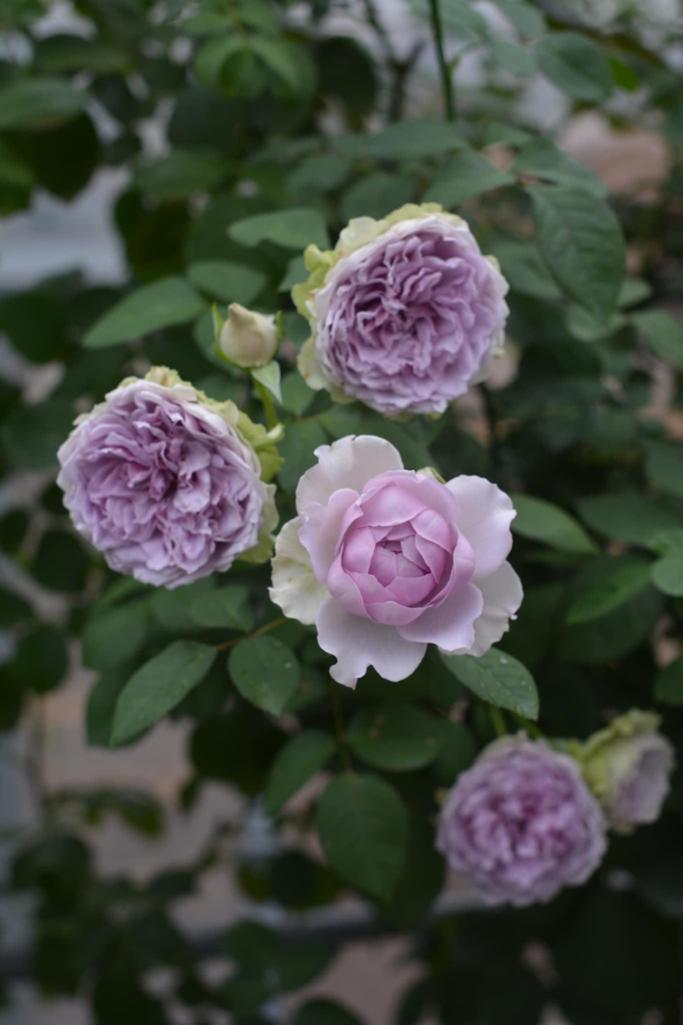 Purple Rain