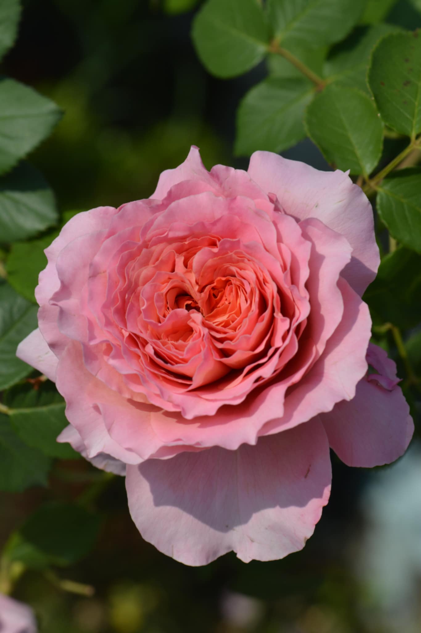 Princess Tenko rose Bouquet