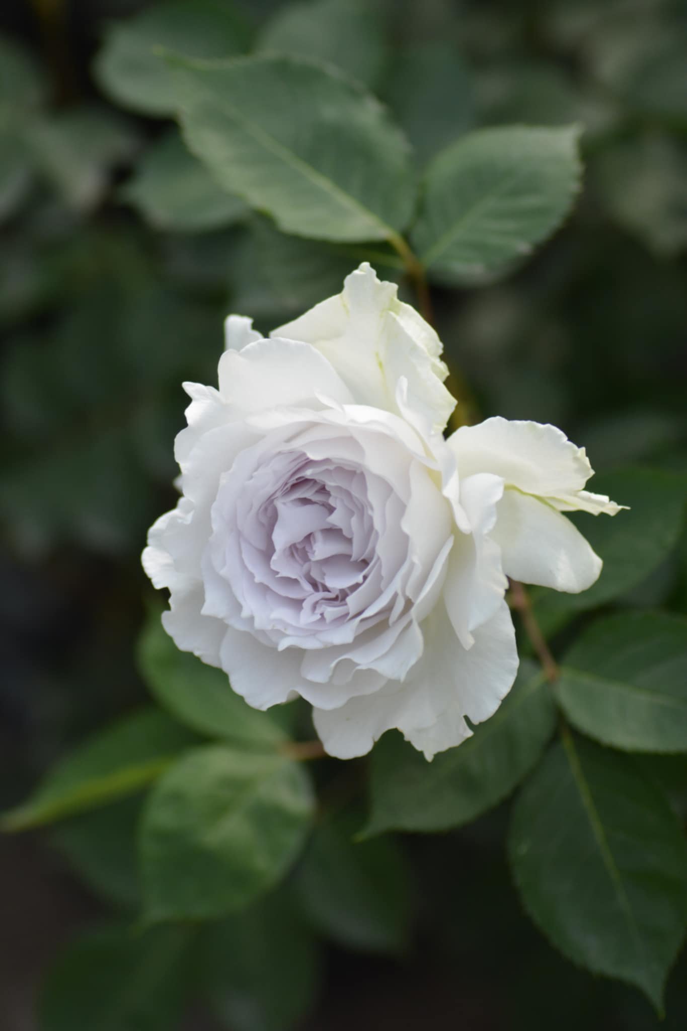 White Princess Tenko rose