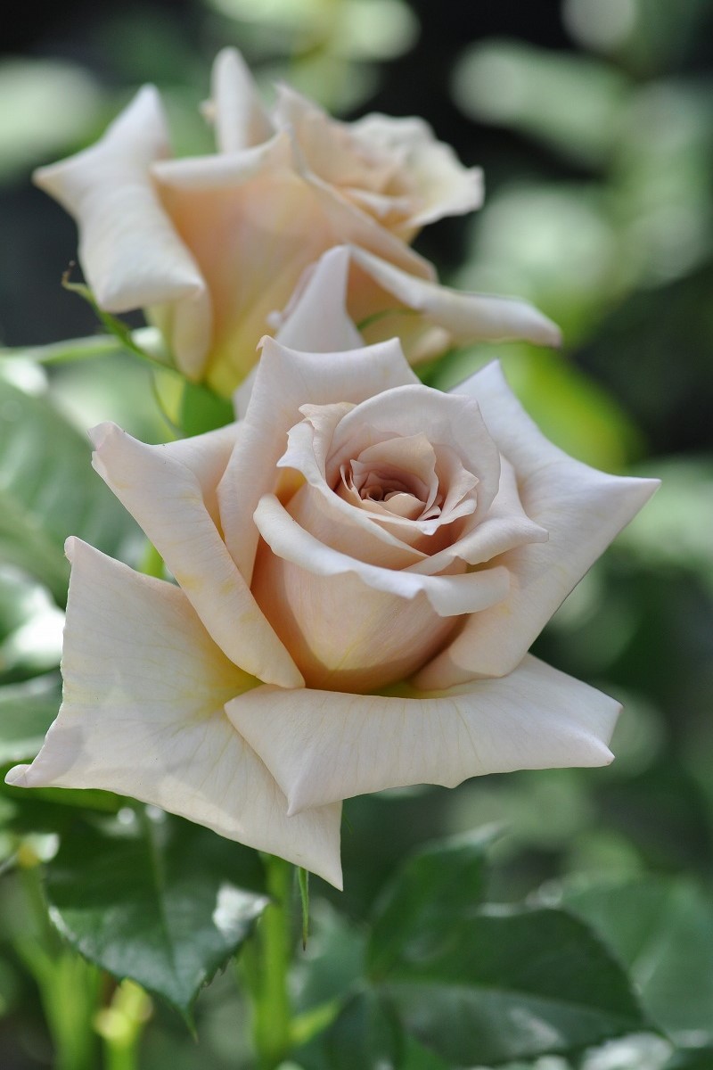 Tresor Rose 3